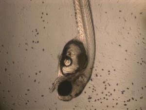A photo of an inland silverside (Menidia beryllina)  eleutheroembryo exposed to HAB species  Cochlodinium polykrikoides. 